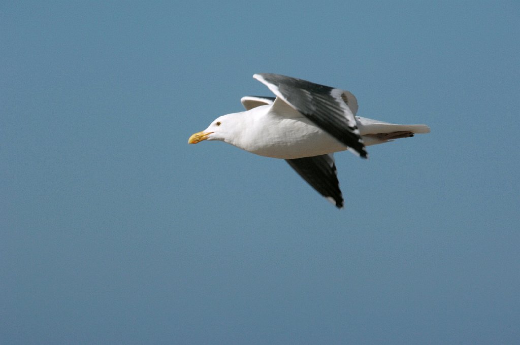 Gull, Western, 2007-01226024 Rancho Guadalupe State Preserve, CA.jpg - Rancho Guadalupe State Preserve, 1-22-2007